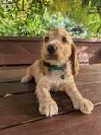 Śliczna suczka cocker spaniel