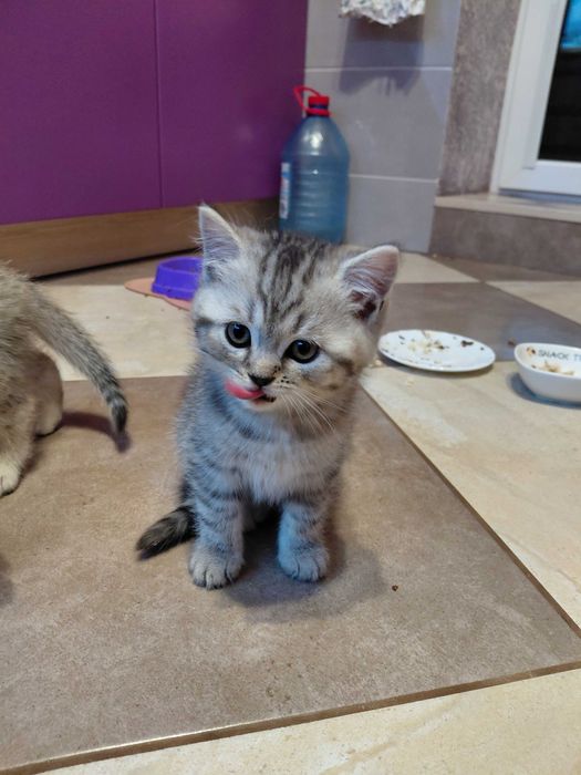 Шотландське кошеня