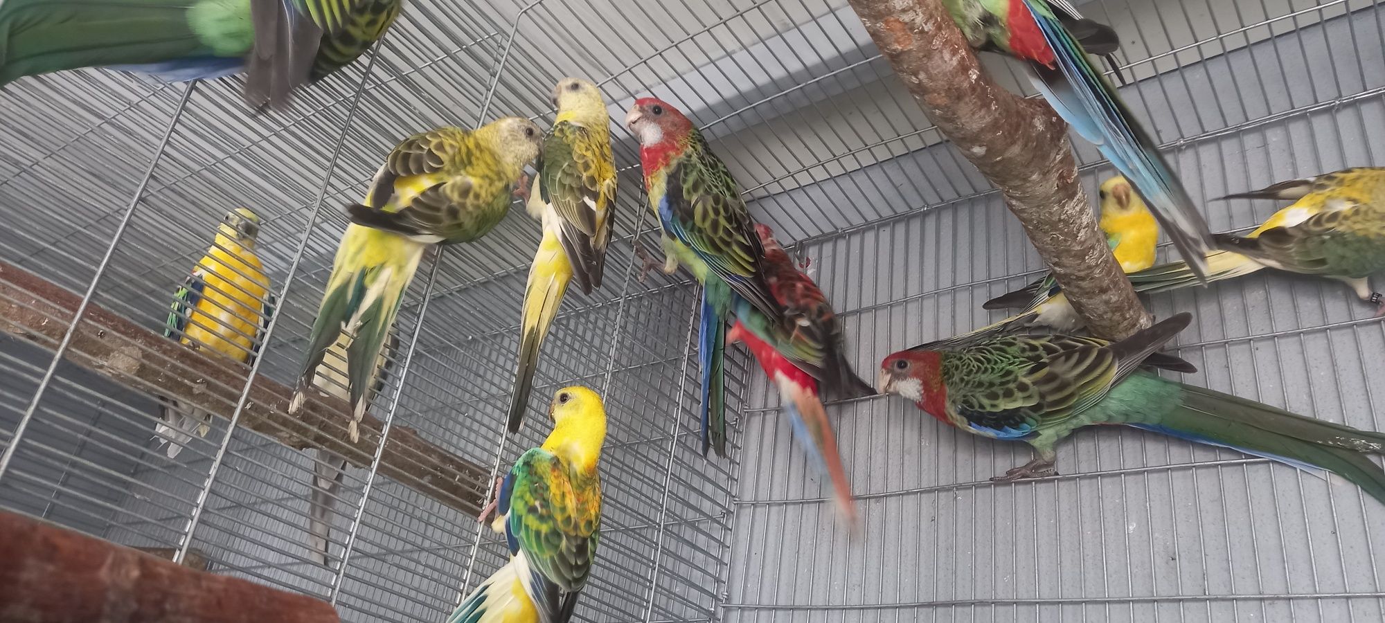 Red rumped de 2025 com toda a documentação
