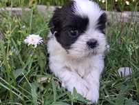 Shih tzu suczka piesek szczeniaczki