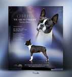 Boston terrier reproduktor FCI ZKWP