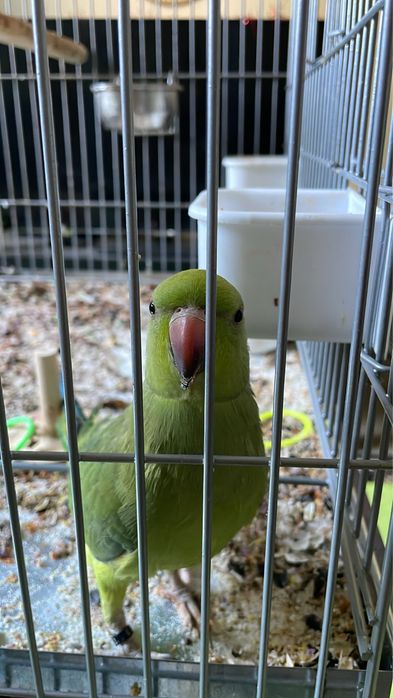 Ring Neck menos de 1 ano