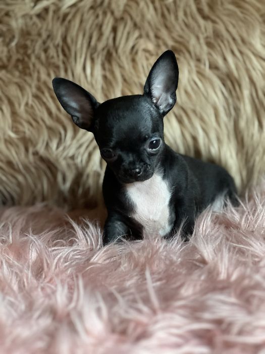 Chihuahua śliczna suczka