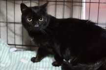 Czarusia cudowny kotek adopcja