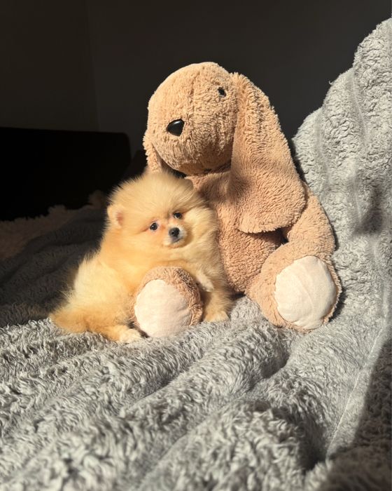 Померанский шпиц мальчик