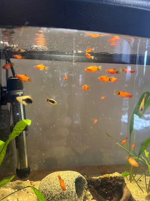 Platka Platynka Rybka akwariowa Młoda