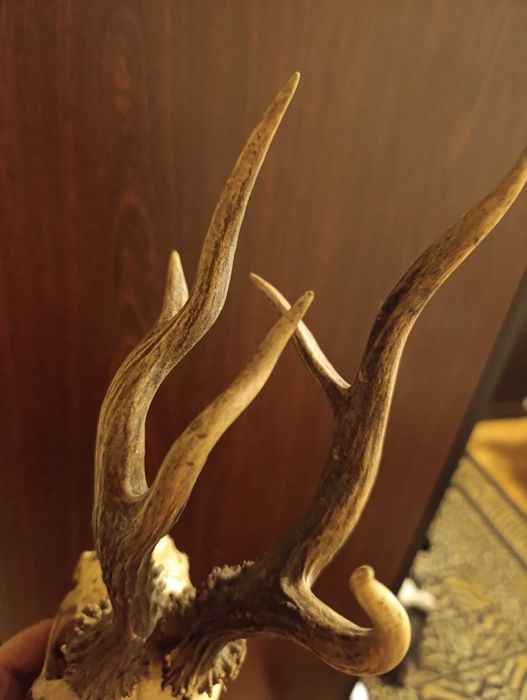 bardzo ciekawe poroże kozła sarny