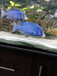 Placidochromis mdoka white lips, pielęgnica Malawi