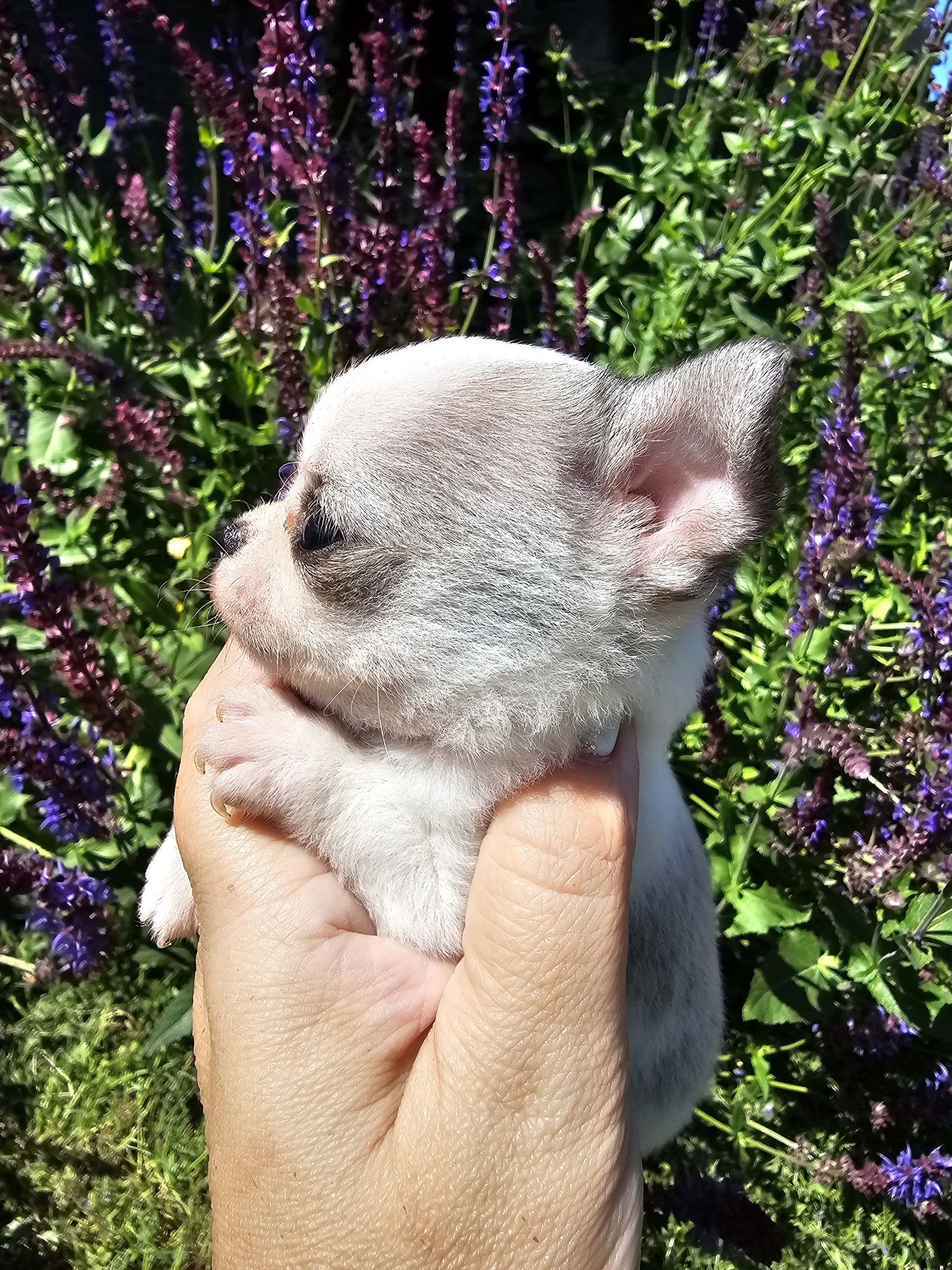 Chihuahua piesek bialy krótkowłosy