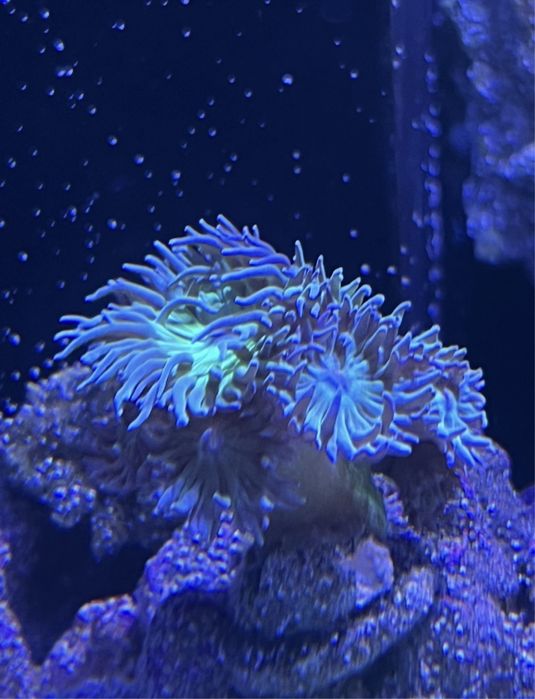 Koralowce Dunka akwarium morskie 8 głów