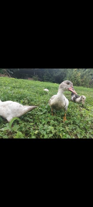 Kaczka, kaczka francuska, sprzedam