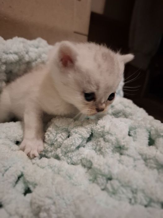 Чистокровная шотландска прямоуха,девочка