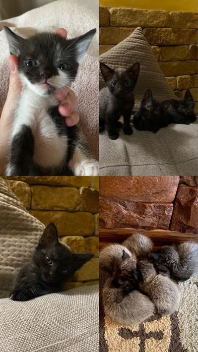 Котенята в хороші руки