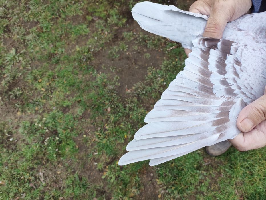 Gołąb Pocztowy Radwański Bricoux