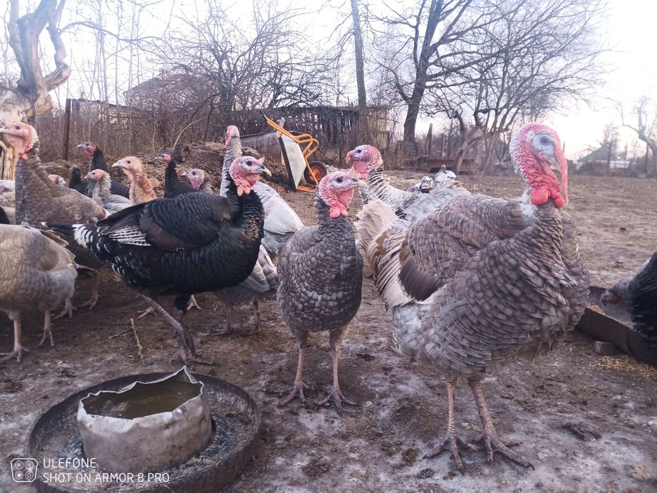 Продам домашних индюков