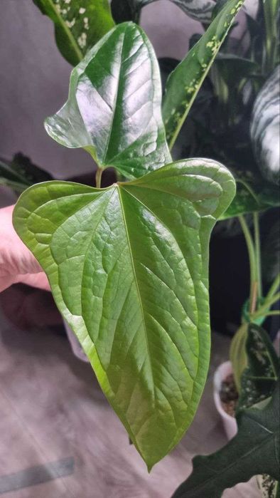 Антуріум Green Crocodile (Anthurium moronense x luxurians)