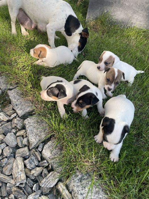 Mały Reksio Jack Russell Terrier