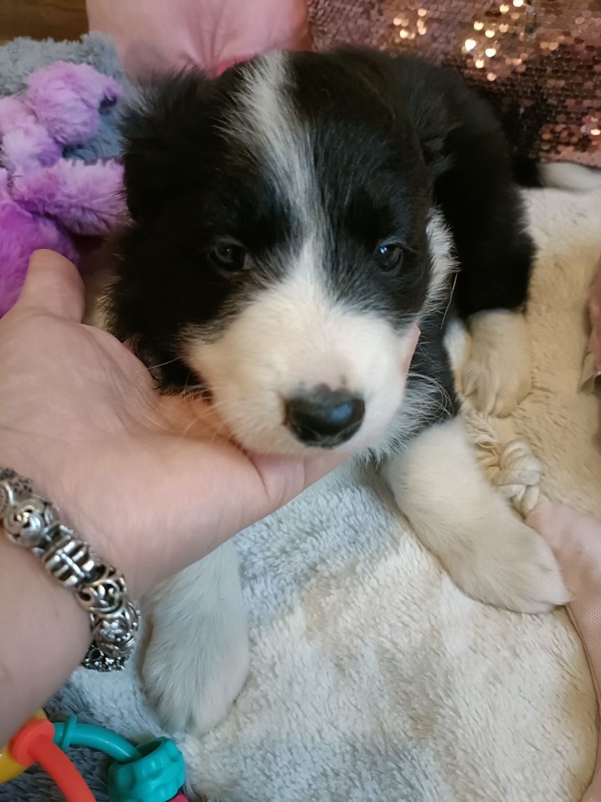 Cudowna Border Collie dziewczynka/badania genetyczne/DNA/stawy/wyprawk