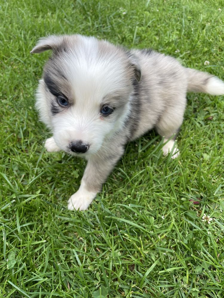 Sunia Border Collie blue merle