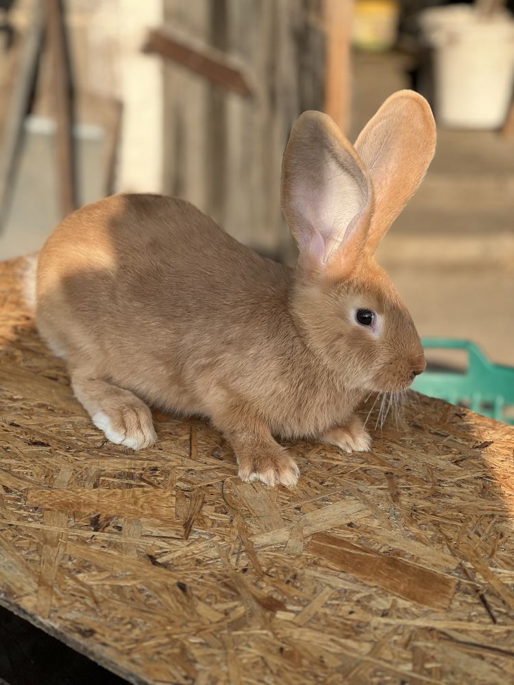 Olbrzym belgijski żółty samiec około 3,5 kg