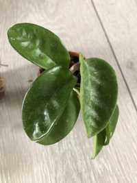 Hoya hoja krinkle