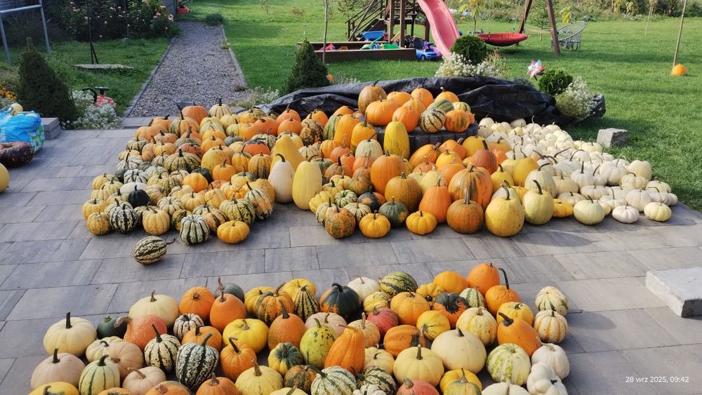 Dynia Halloween ozdobne kolorowe baby boo Radom