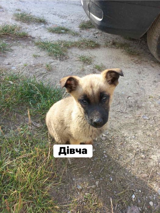 Цуценята цуцики собачки