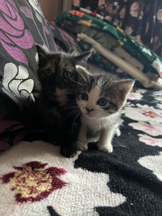 Oddam odchowane koty