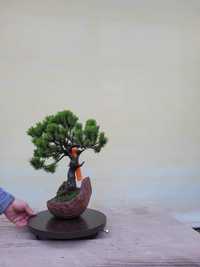 Drzewka Bonsai tworzone od podstaw