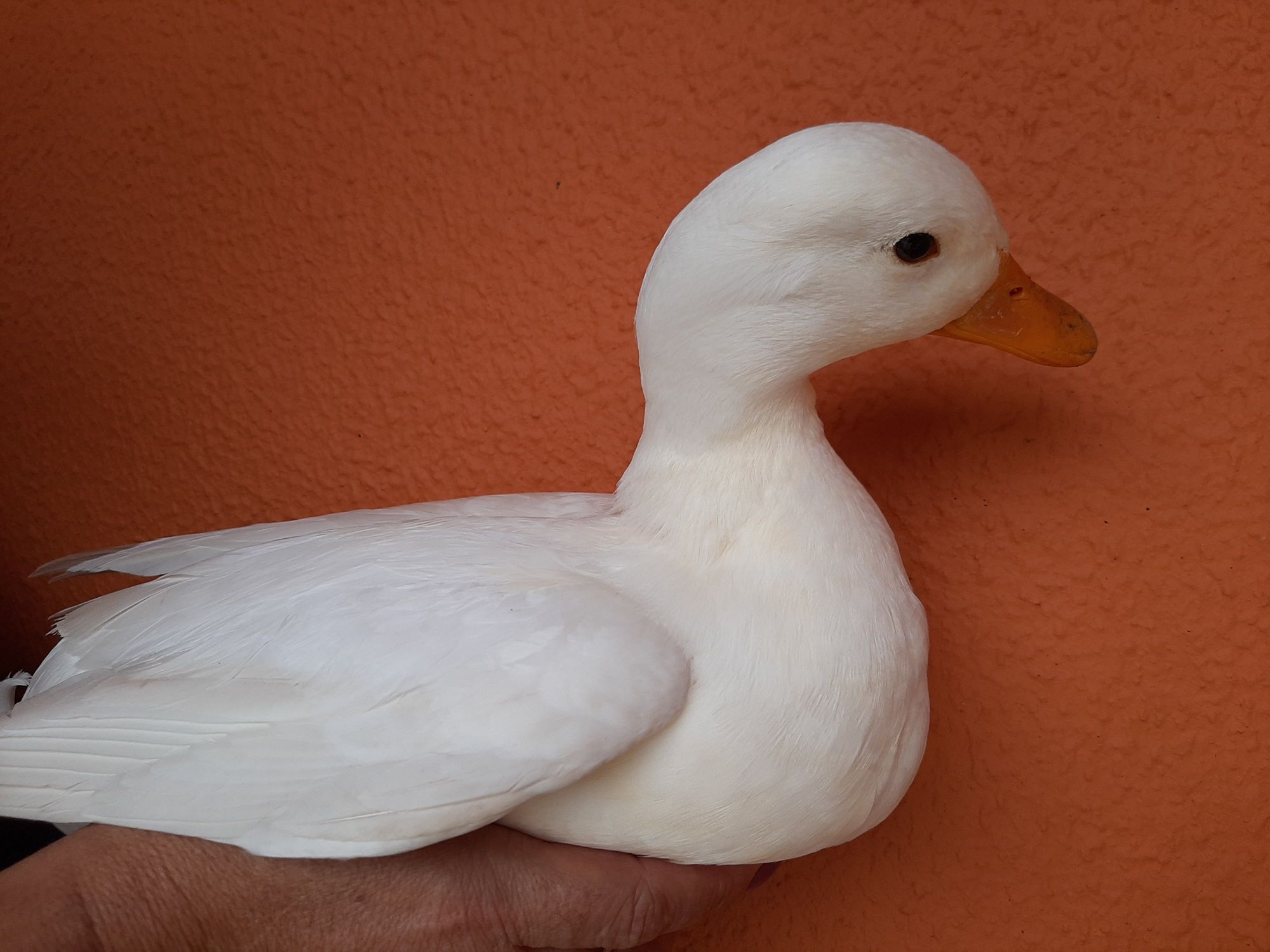 Pato mignom branco 2023