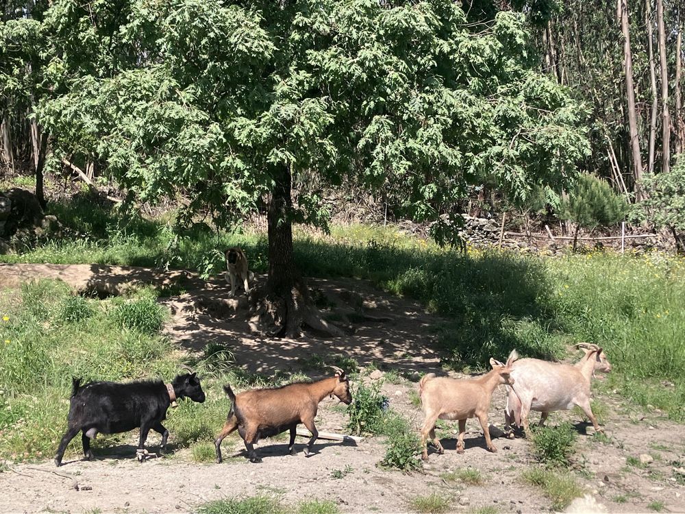 Vendo 4 cabras anãs prenhas