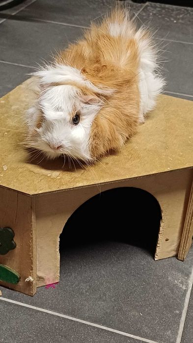 Świnki Morskie Kawie