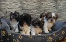 shih tzu cudny szczeniaczek