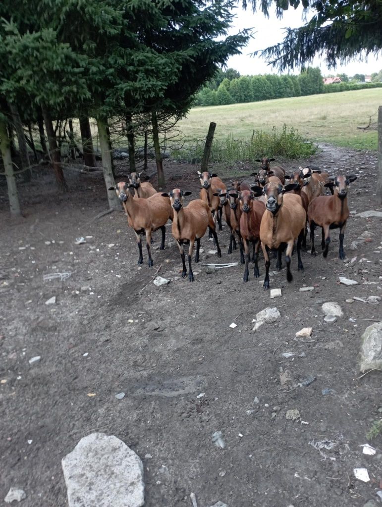 Owce kameruńskie