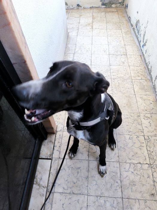 100€ de ajuda com despesas. Um Lar Novo e Cheio de Amor para o Trakina