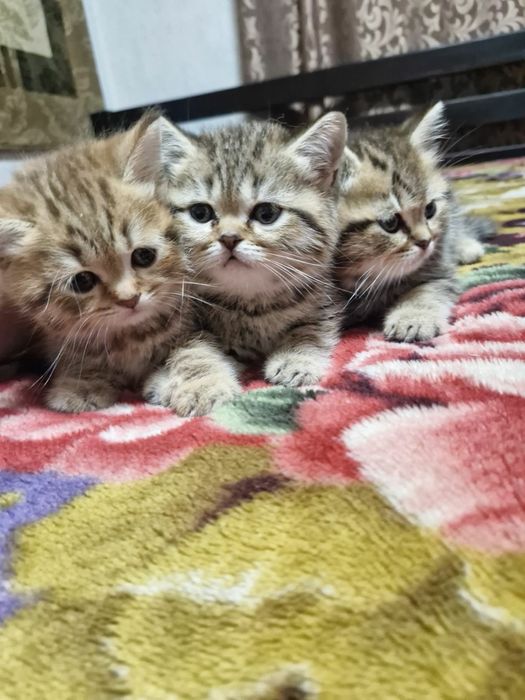 Продам шотландських котят