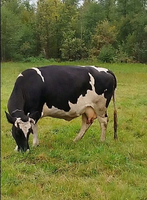 Продам добру корову