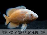 Pielęgnica pawiooka odmiana RED ALBINO - Astronotus - dowóz, wysyłka