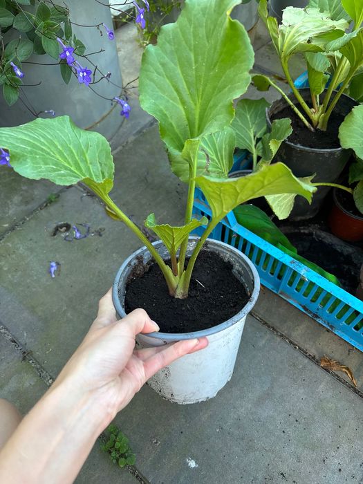 Hosta/ funkie sadzonki