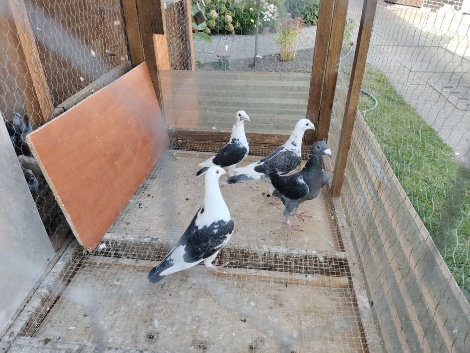 Gołębie staropolskie