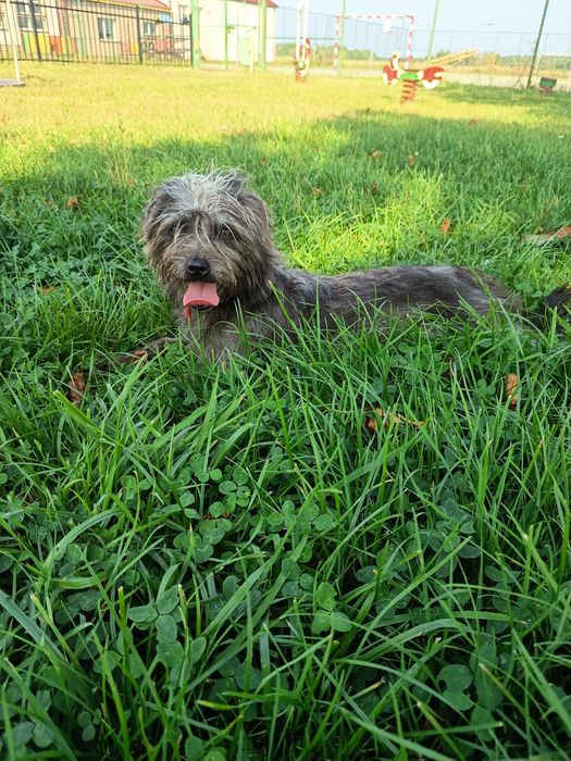 Zaginęła suczka Lili