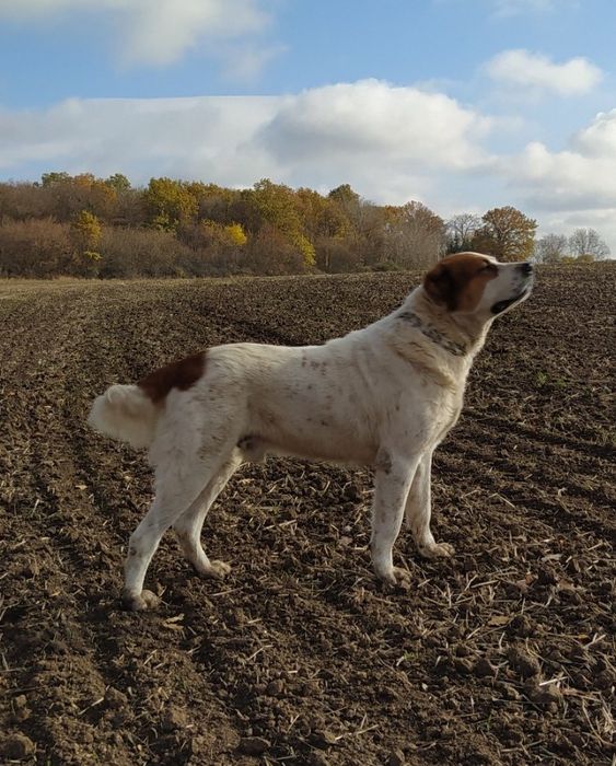 Кабель САО середньоазітська вівчарка для в'язки