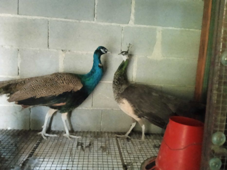 Pavões real azul para venda