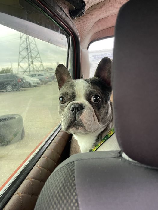 Продам бульдога французького