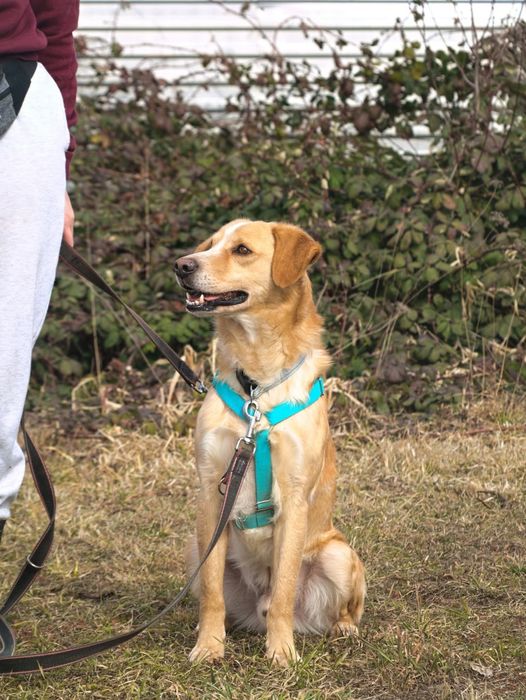 Beżowy pies pilnie szuka domu