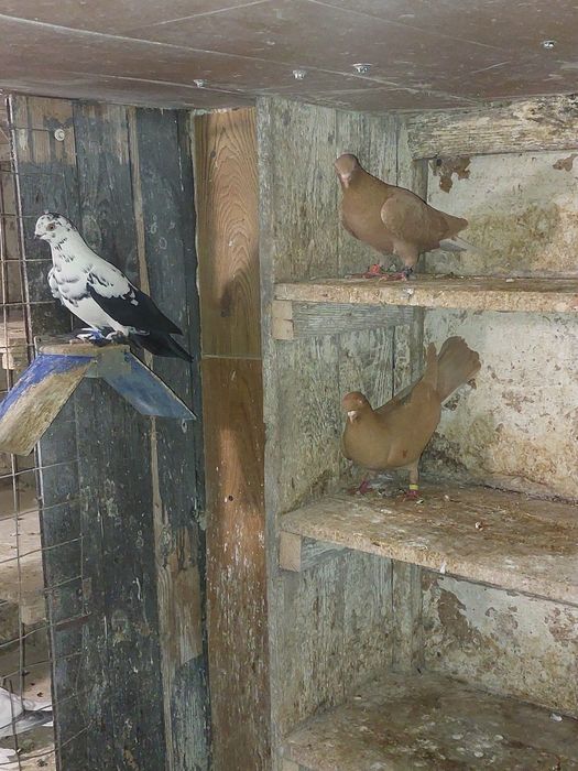 Gołębie  z lotu Typler za 15 zł