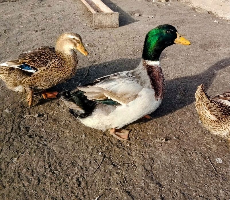 Młode kaczki staropolskie