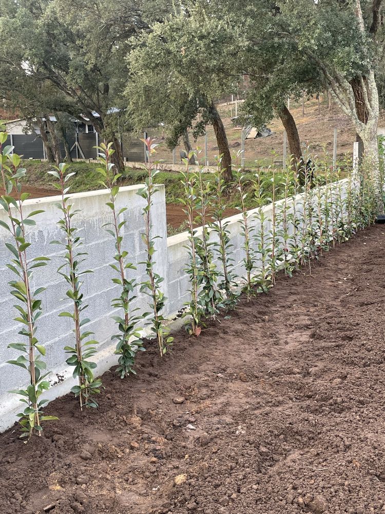 Photinias e grama brasileira