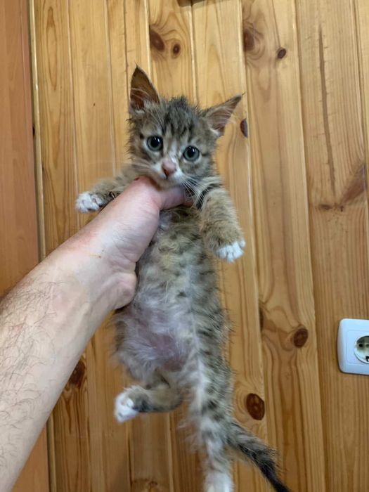 ДІВЧИНКА (1,5міс) шукає РОДИНУ!