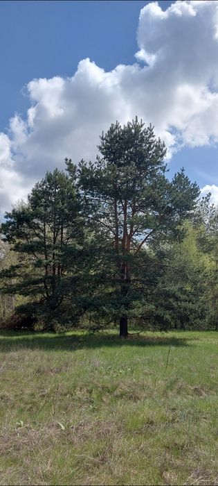Продам земельну ділянку